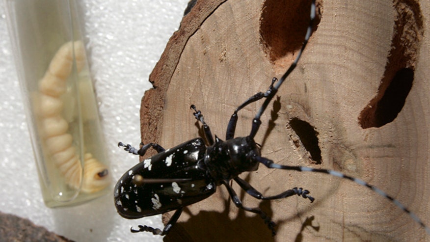 AP Impact Pest Invasi_Kapl.jpg